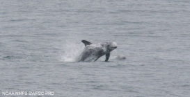 Risso's dolphin  (Grampus griseus)