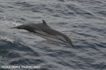 Striped dolphin (Stenella coeruleoalba) in the eastern tropical Pacific