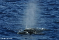 Sei whale (Balaenoptera borealis)