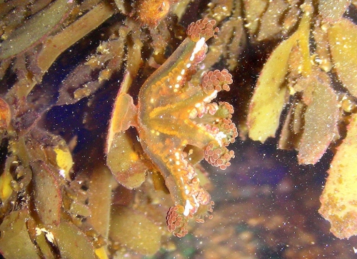 Lucernariopsis Lucernariopsis