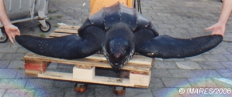 Dermochelys coriacea (Vandelli, 1761) 