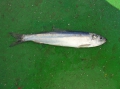 Actinopterygii