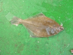 Pleuronectiformes