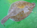 Pleuronectiformes