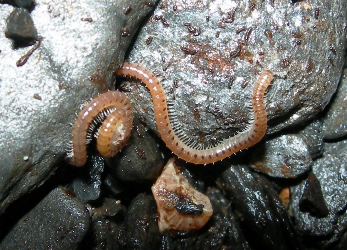 Thalassisobates littoralis, Seil Island, Scotland