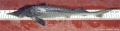 Acipenseriformes