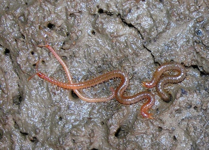 Strigamia maritima, River Lynher, Cornwall, UK