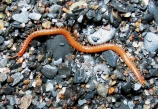 Strigamia maritima male, Loch Linnhe, Scotland, author: Barber, Tony Strigamia maritima male, Loch Linnhe, Scotland, author: Barber, Tony