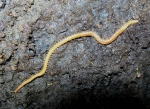 Stigmatogaster subterranea, River Lynher, Cornwall