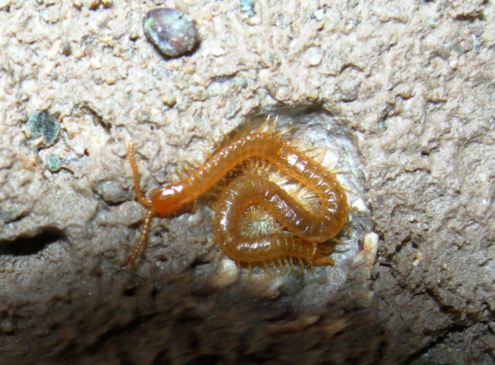 Hydroschendyla submarina, Wembury, Devon, UK