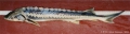 Acipenseriformes