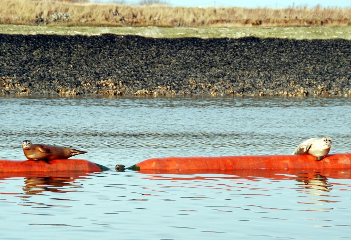 Phoca vitulina