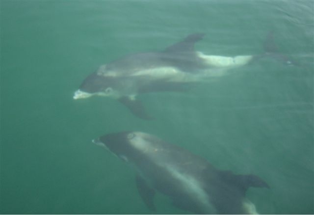 White-beaked dolphin - Lagenorhynchus albirostris White-beaked dolphin - Lagenorhynchus albirostris