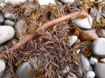 Coastal wildlife