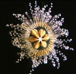 Staurocladia wellingtoni, living medusa [paratype], size about 7 mm