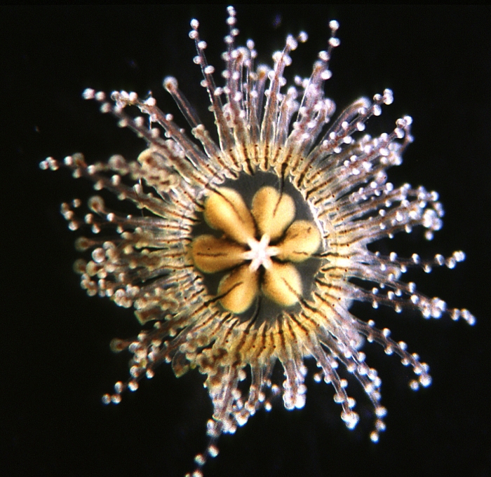 Staurocladia wellingtoni, living medusa [paratype], size about 7 mm