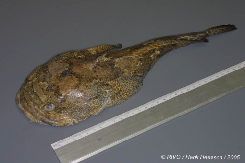Halobatrachus didactylus (Bloch & Schneider, 1801) Halobatrachus didactylus (Bloch & Schneider, 1801)
