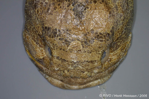 Halobatrachus didactylus (Bloch & Schneider, 1801) Halobatrachus didactylus (Bloch & Schneider, 1801)