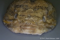 Batrachoidiformes