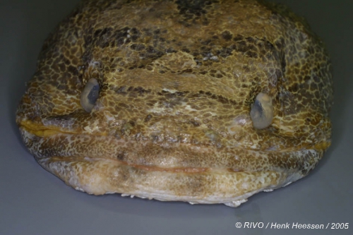 Halobatrachus didactylus (Bloch & Schneider, 1801) Halobatrachus didactylus (Bloch & Schneider, 1801)