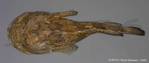 Halobatrachus didactylus (Bloch & Schneider, 1801) Halobatrachus didactylus (Bloch & Schneider, 1801)