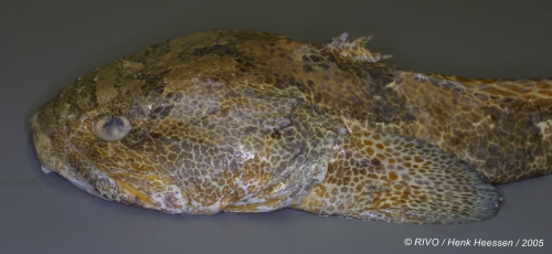 Halobatrachus didactylus (Bloch & Schneider, 1801) Halobatrachus didactylus (Bloch & Schneider, 1801)