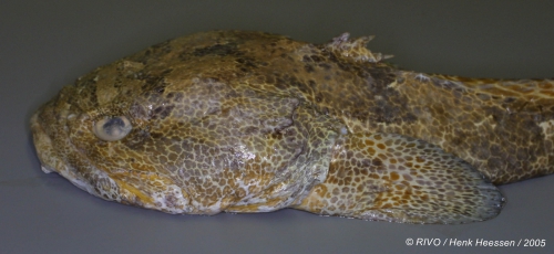 Halobatrachus didactylus (Bloch & Schneider, 1801) 