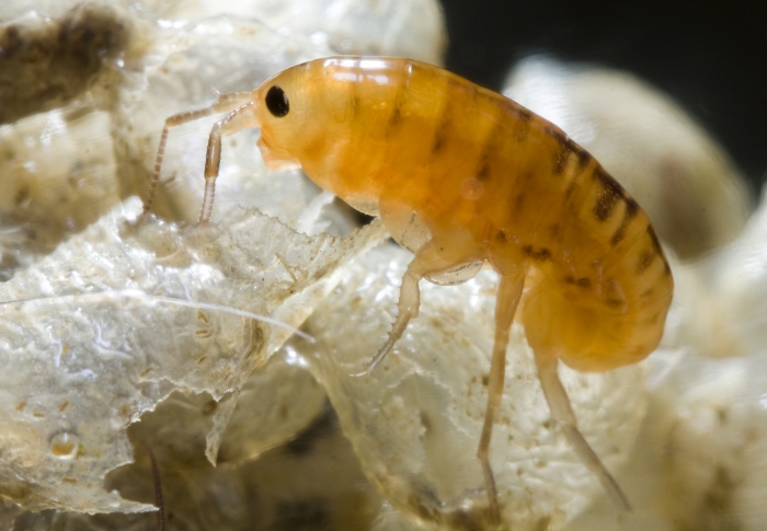 Talitrus saltator