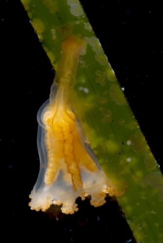 Manania uchidai Manania uchidai