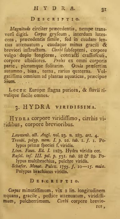 Pallas (1766), page 31 Pallas (1766), page 31