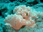 Ascidiacea species