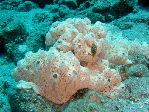 Botryllus eilatensis white morph