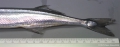 Beloniformes