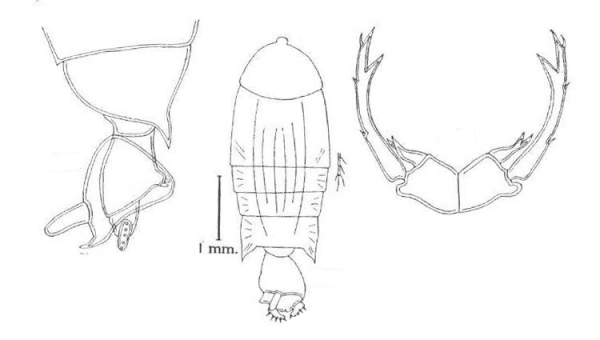 P. digtata P. digtata