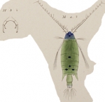 P. emerita