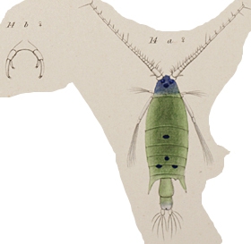 P. emerita P. emerita