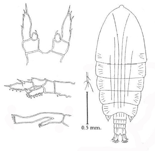 P. globosa P. globosa