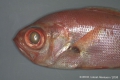 Beryciformes