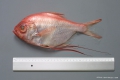 Beryciformes