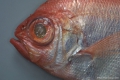 Beryciformes