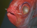 Beryciformes
