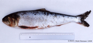 Alosa alosa (Linnaeus, 1758) 