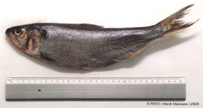 Alosa fallax (Lacepe, 1803), author: RIVO/Henk Heessen/2005