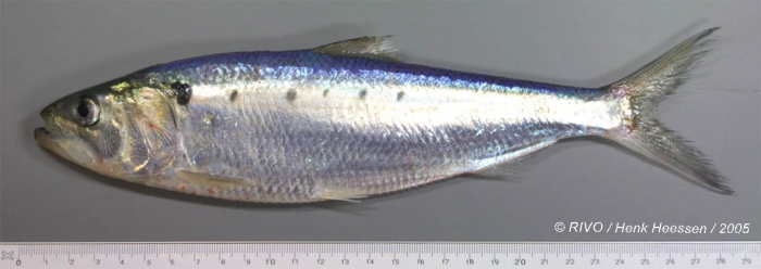 Alosa fallax (Lacepède, 1803)