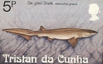 Elasmobranchii