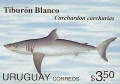 Lamniformes