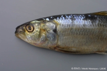 Sardinella aurita Valenciennes in Cuvier & Valenciennes, 1847 