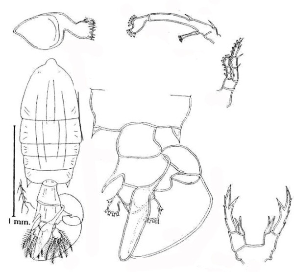 P. laminata P. laminata