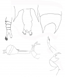 P. occidentalis 