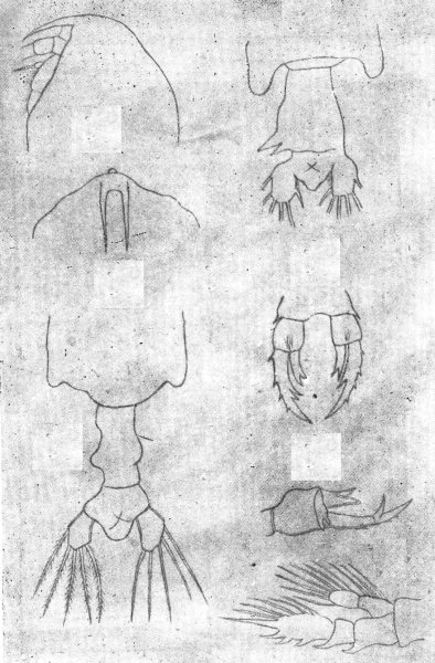 P. pacifica P. pacifica
